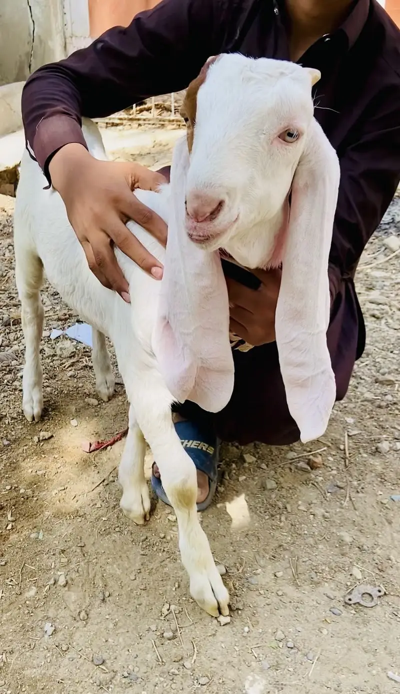 Gulabi bakri with male female kids — photo 3