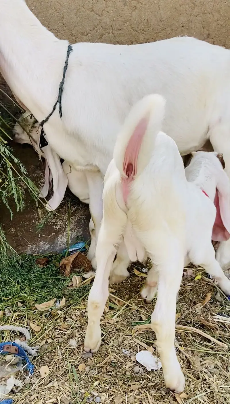 Gulabi bakri with male female kids — photo 4