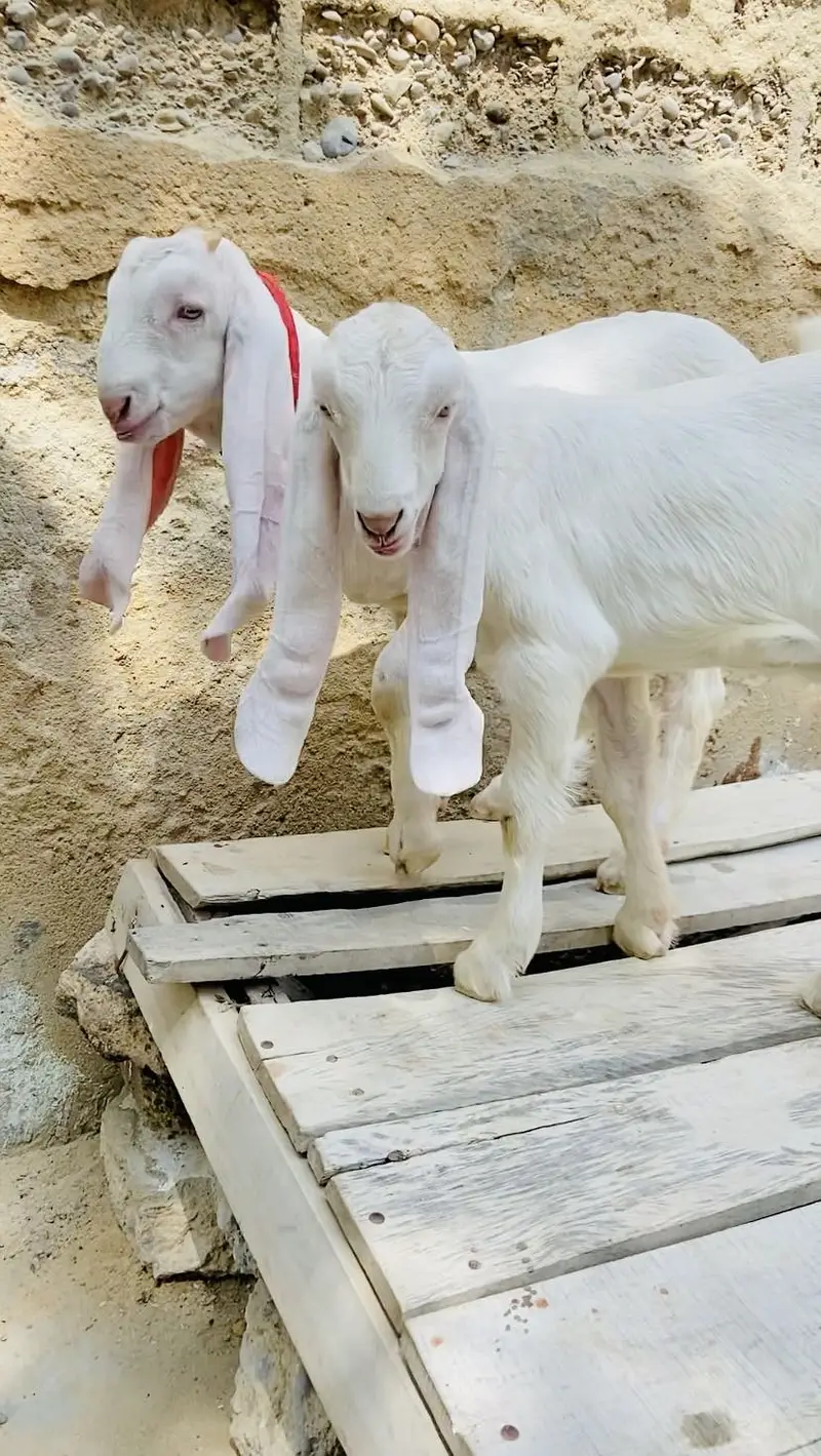 Gulabi bakri with male female kids — photo 5