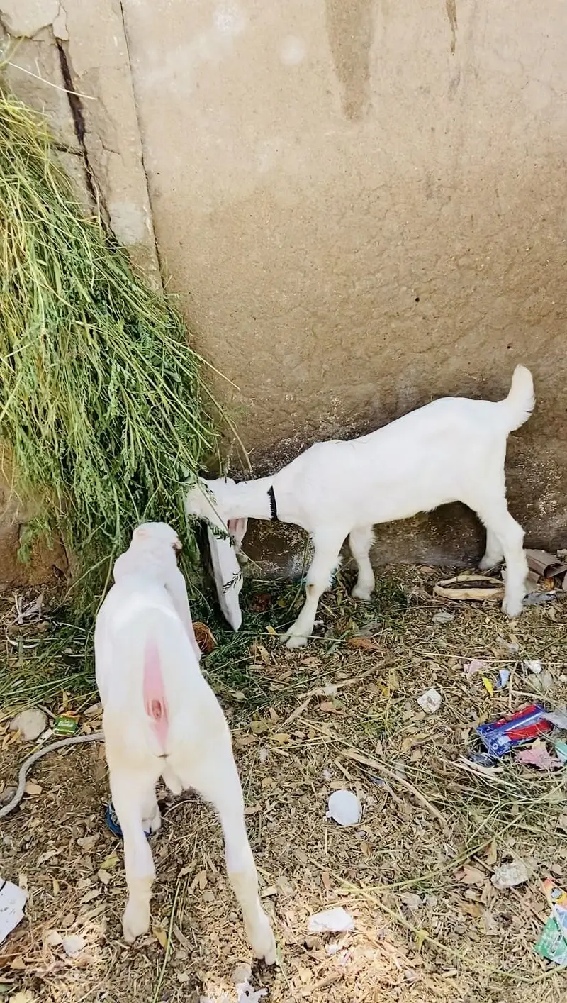 Gulabi bakri with male female kids — photo 6