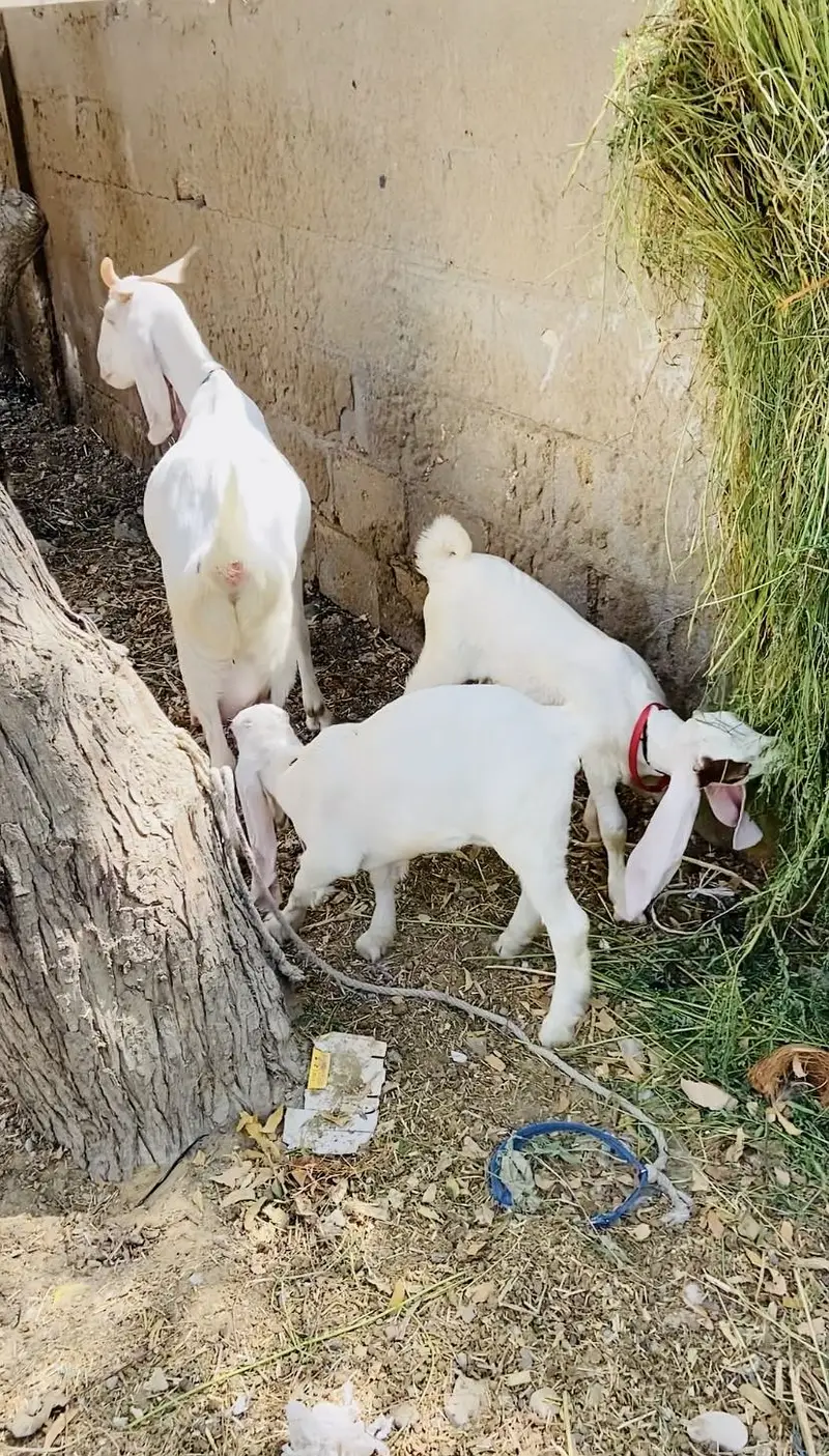Gulabi bakri with male female kids — photo 7