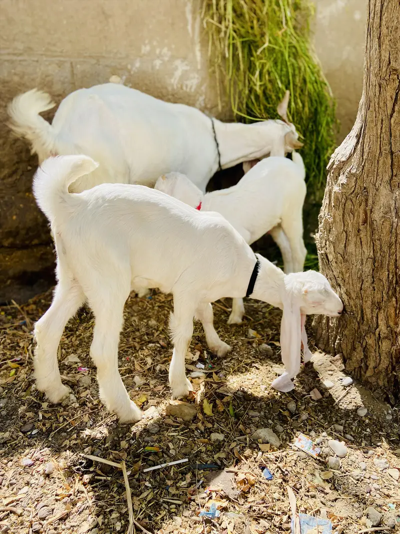 Gulabi bakri with male female kids — photo 8