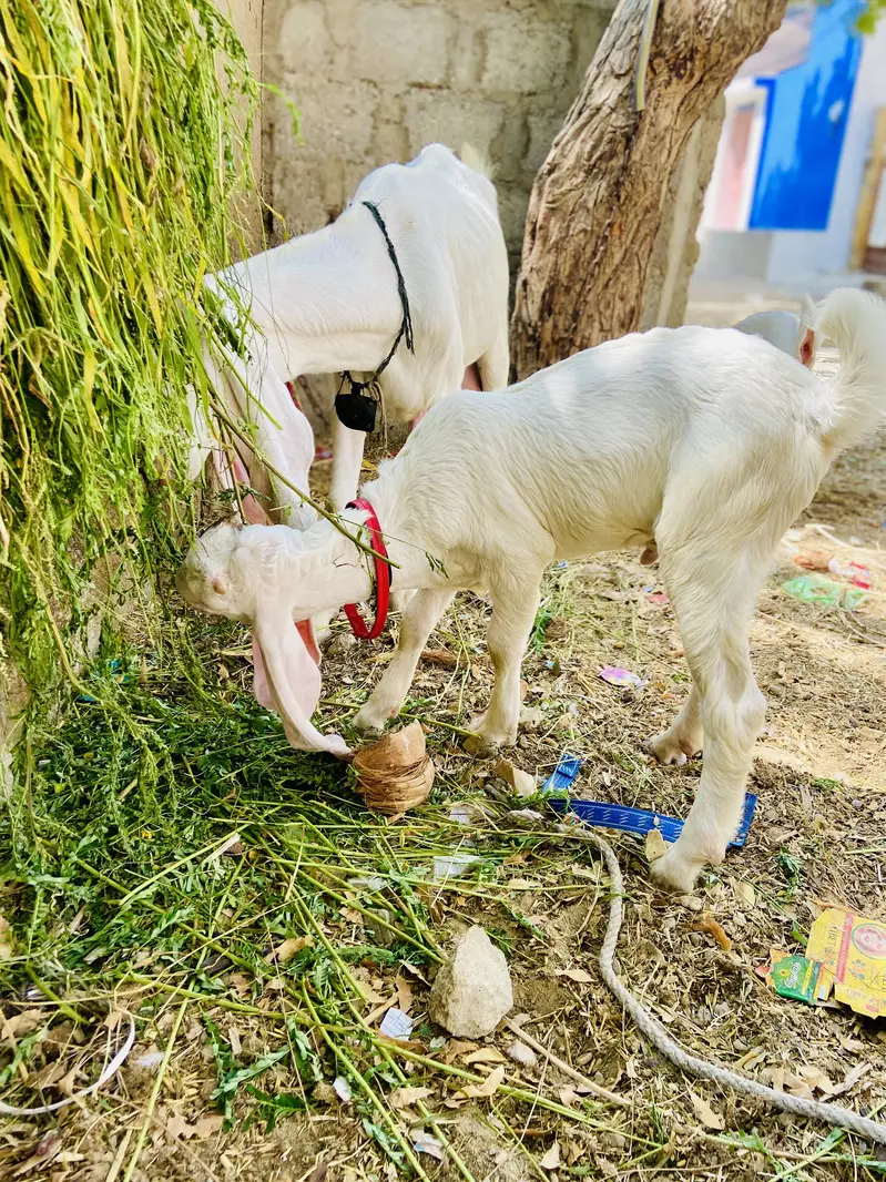 Gulabi bakri with male female kids — photo 9