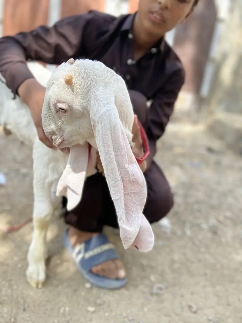 Gulabi bakri with male female kids — photo 10