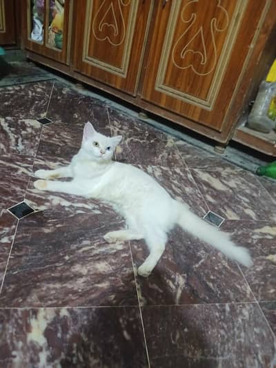 Billi bot pyari ha dunu eyes ka color alg alg ha