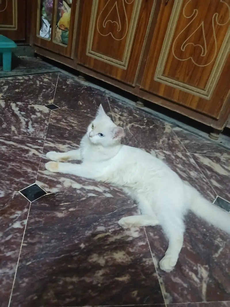 Billi bot pyari ha dunu eyes ka color alg alg ha — photo 2