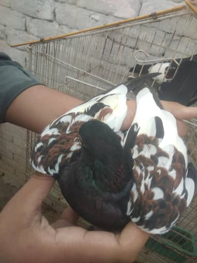black Khal  pair