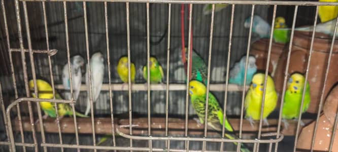 astline rainbow brider piar