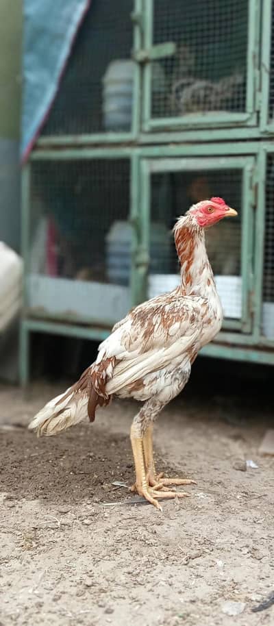 Urgent Sell Healthy Home-Bred Aseel Cock