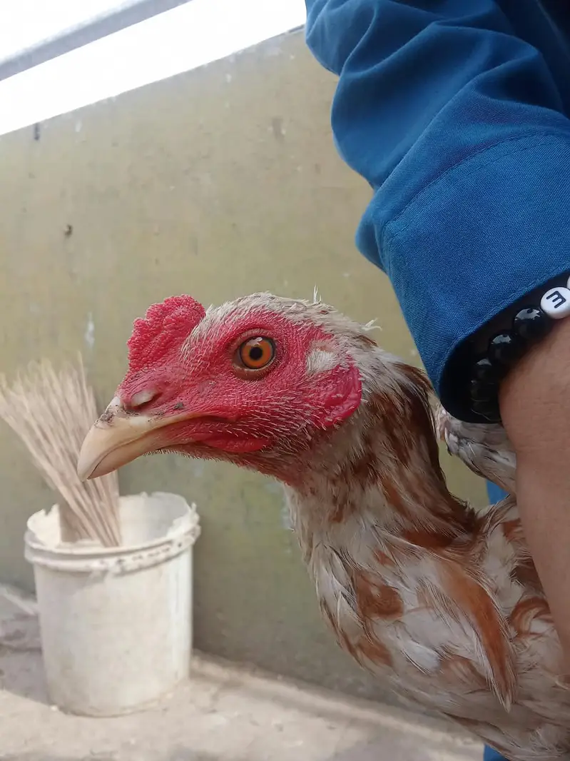 Urgent Sell Healthy Home-Bred Aseel Cock — photo 2