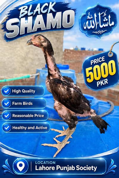 japanese Black shamo chicks available