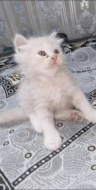 Kittens for sale urgently