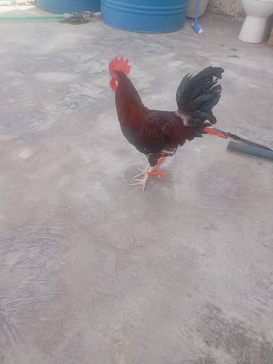 desi murga for sale