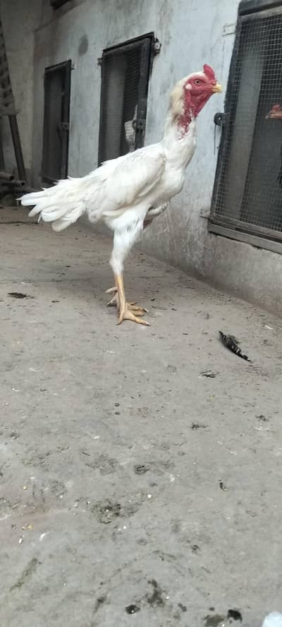Garman shamo for sale healthy and active