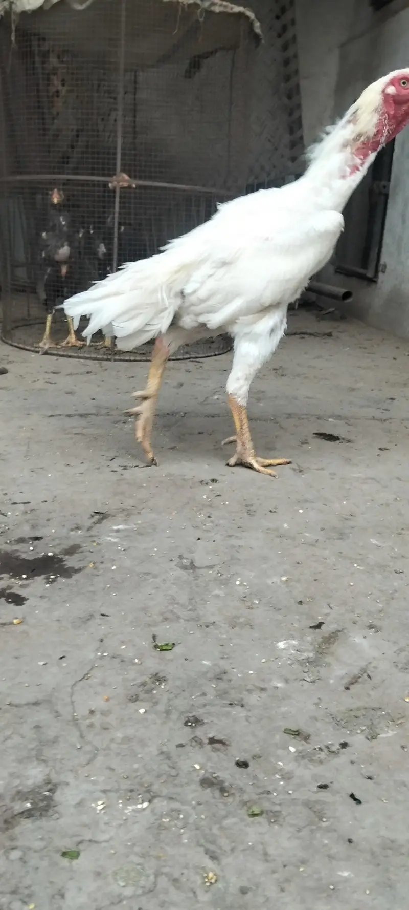 Garman shamo for sale healthy and active — photo 3