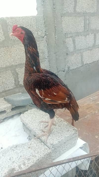 PURE MIANWALI ASEEL ROOSTER FOR SALE