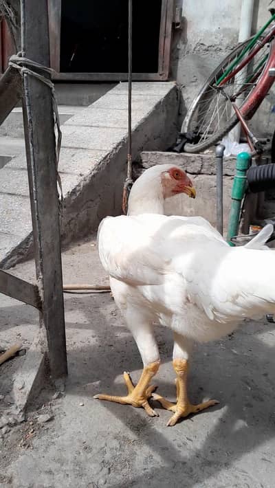 2 shamo pathiya