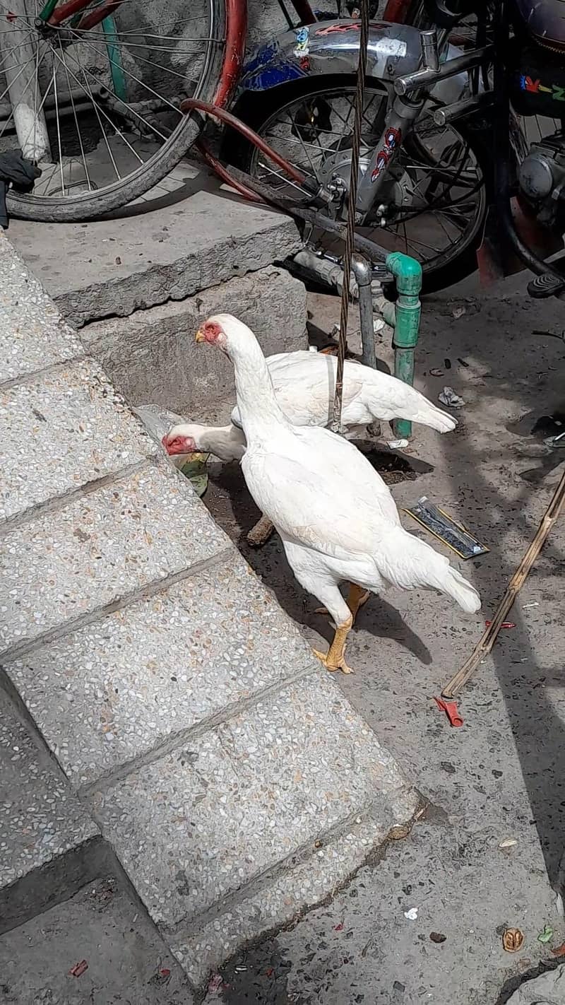 2 shamo pathiya 2