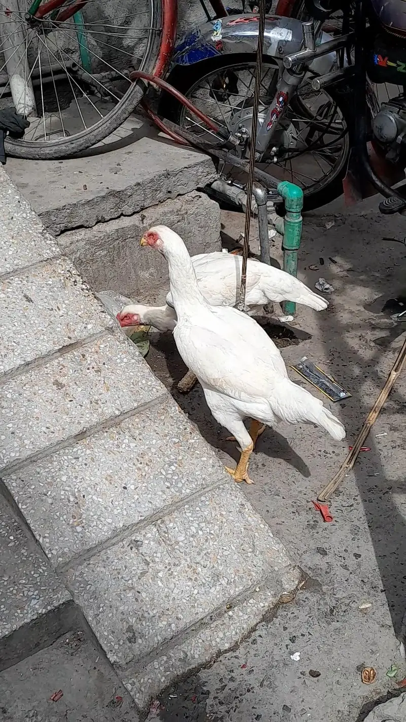 2 shamo pathiya — photo 3