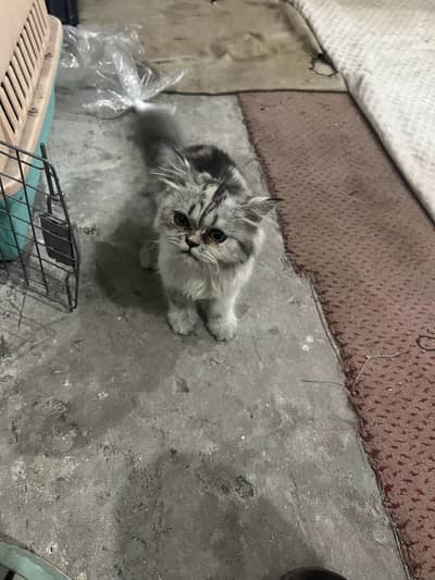 Triple coat Persian cat for sell
