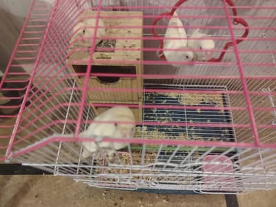 2 pair of albino lovebirds with cage, red eyes