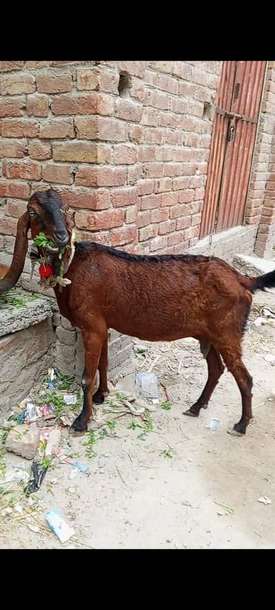 Nagri beetal