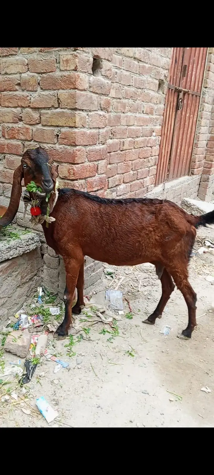 Nagri beetal