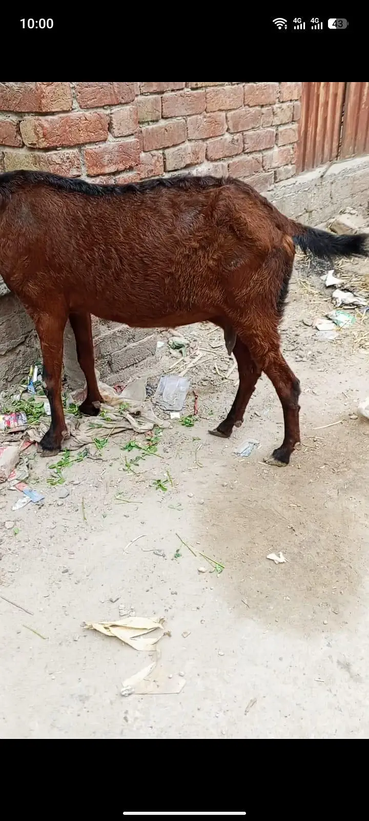 Nagri beetal — photo 2