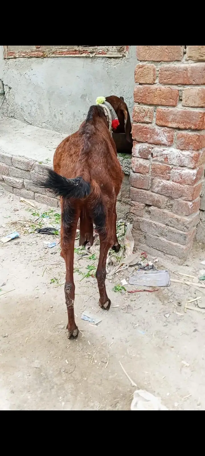 Nagri beetal — photo 3