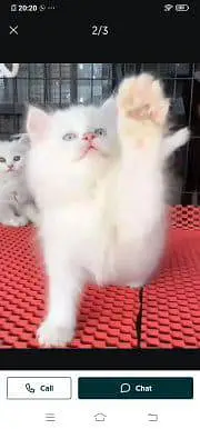. Persian cat for sale male or female my WhatsApp309=37=11=4=45 — photo 3