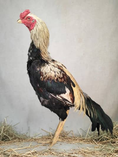 Mianwali Pure Aseel Murgha For Sale   Lakha Color | Breeder |  Multan