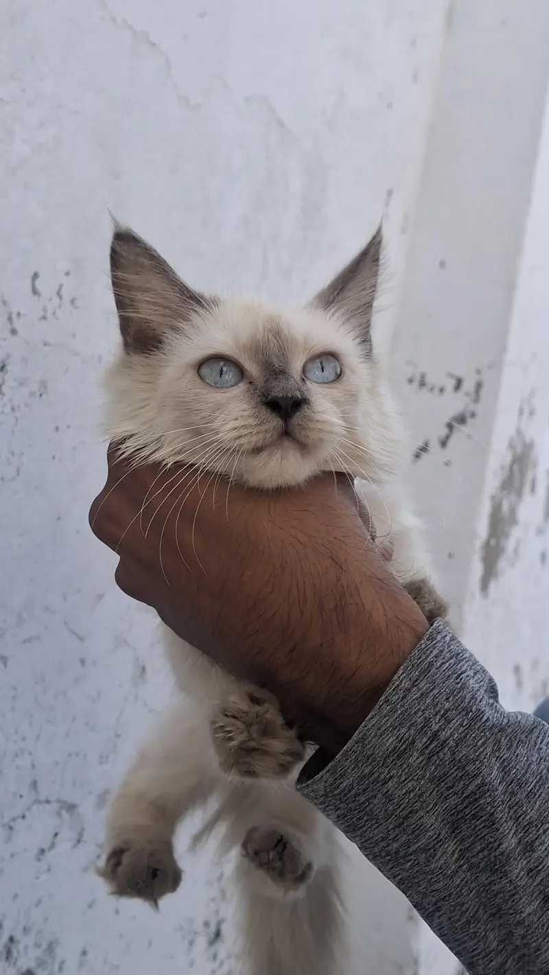 cat for sale