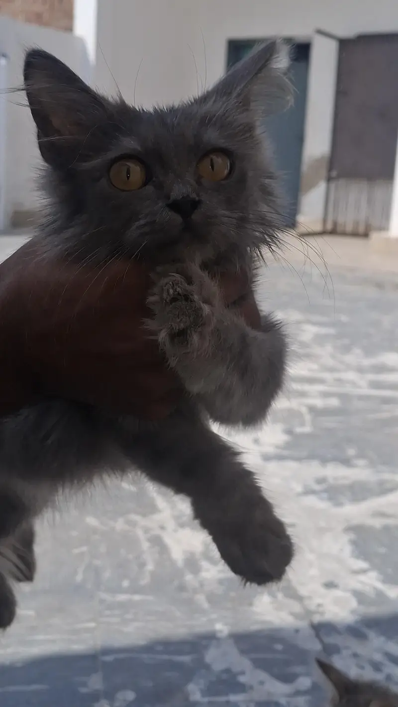 cat for sale — photo 2