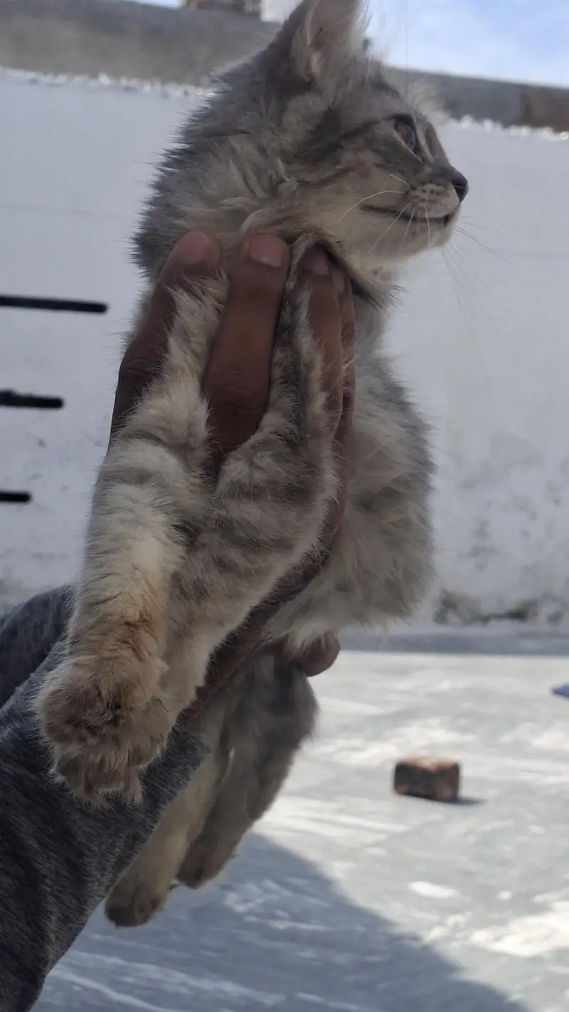 cat for sale — photo 3