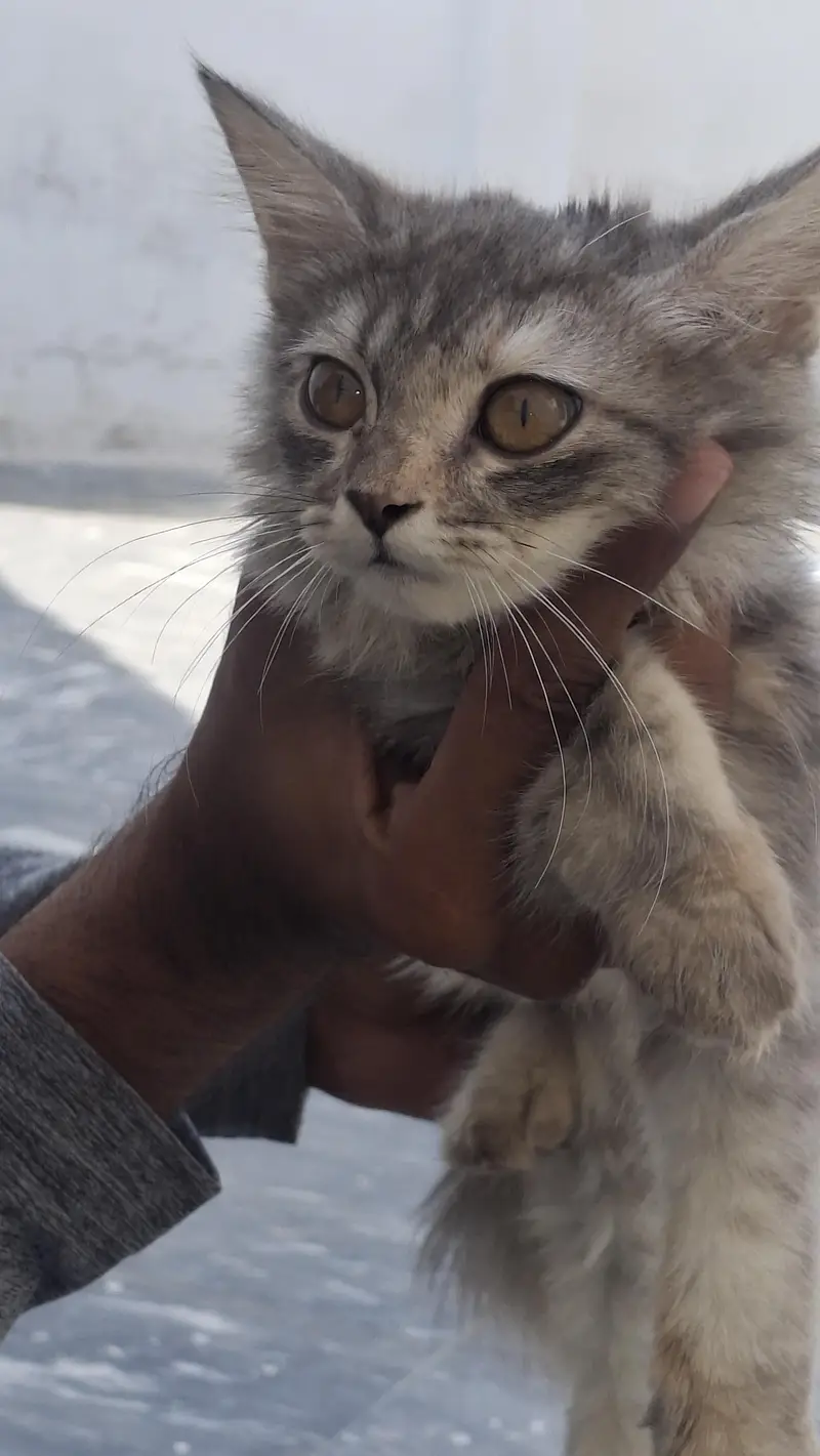 cat for sale — photo 4