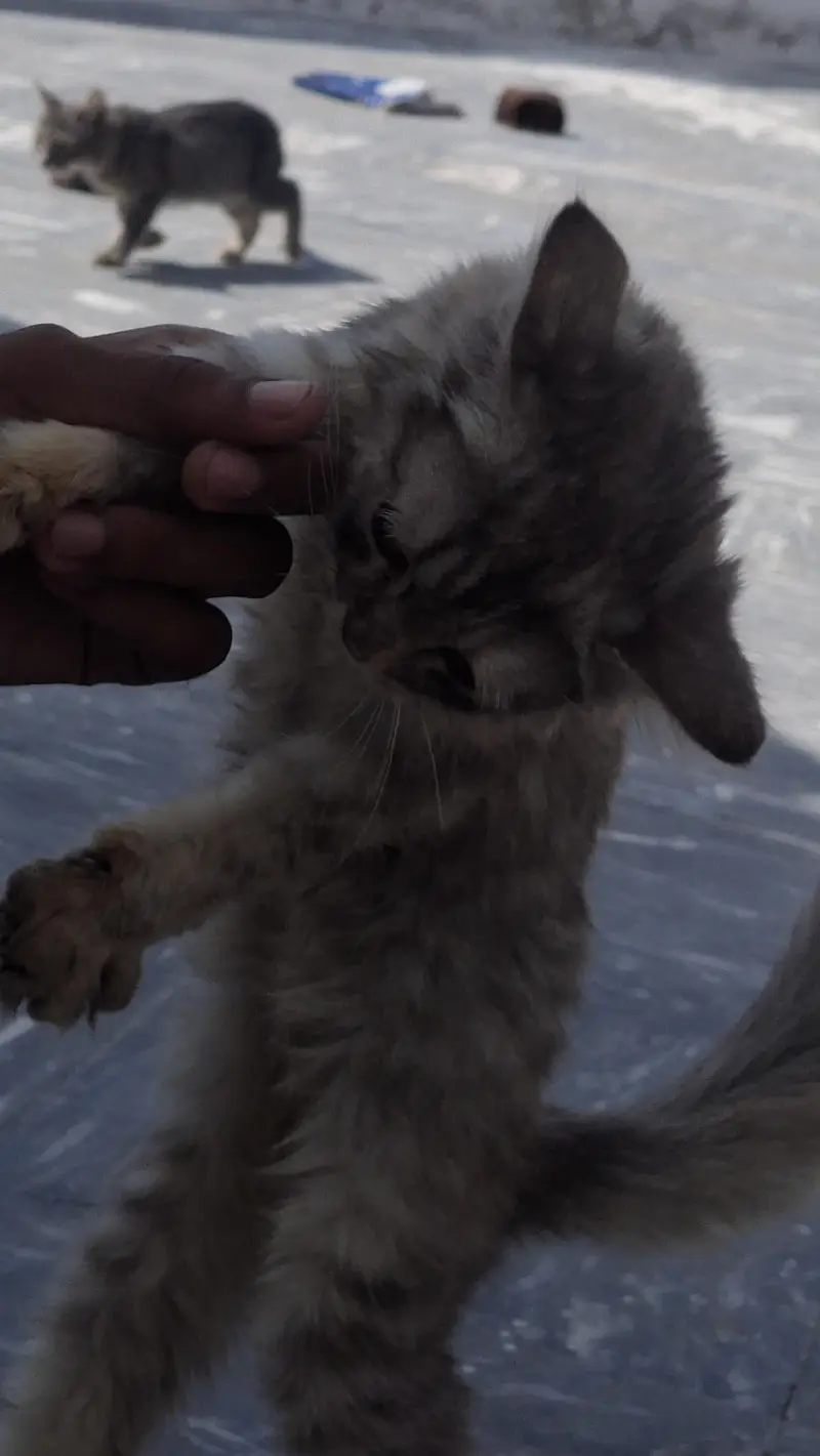 cat for sale — photo 5