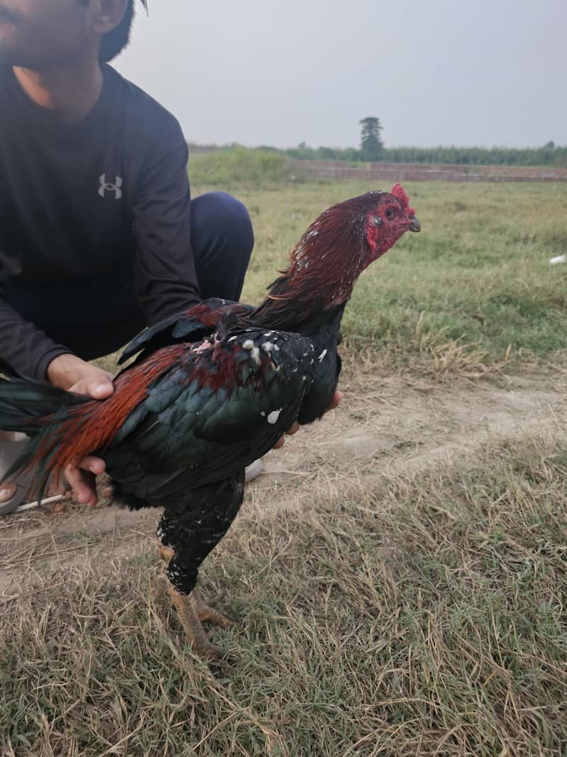 thai cross 3