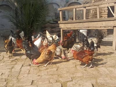 Desi murge Desi Dane se taiyar Hui hai murga for sale