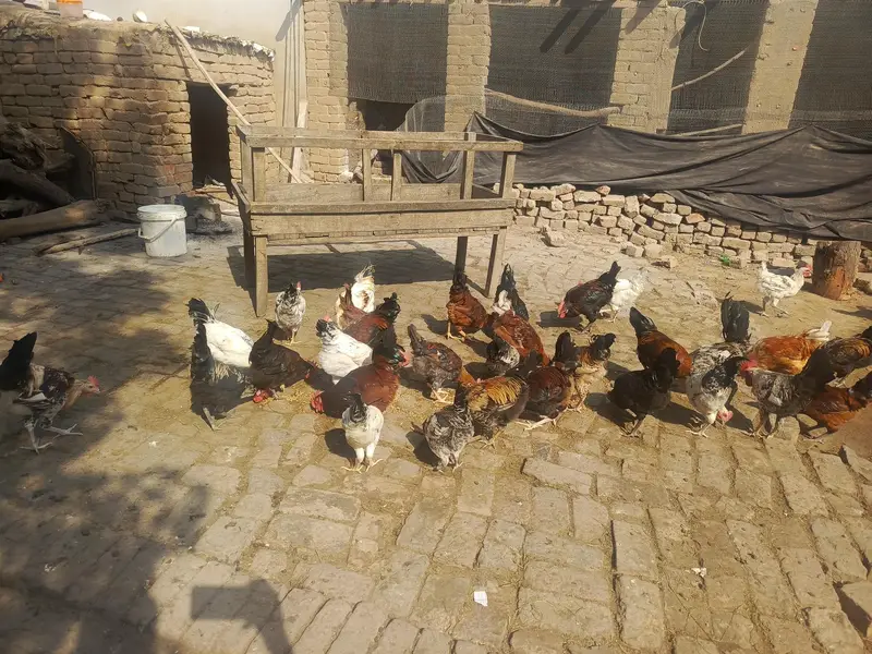 Desi murge Desi Dane se taiyar Hui hai murga for sale — photo 2