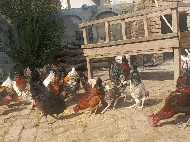 Desi murge Desi Dane se taiyar Hui hai murga for sale — photo 6