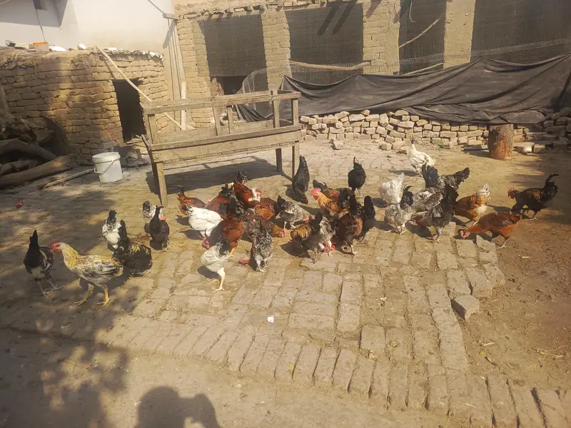 Desi murge Desi Dane se taiyar Hui hai murga for sale — photo 7