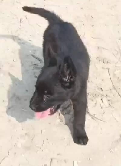 black German Shepherd mail long coated for sale