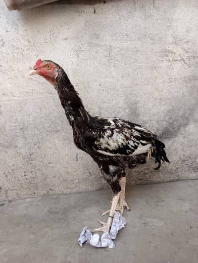 Java murga