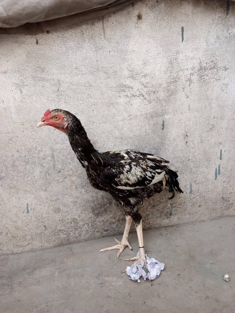 Java murga 2