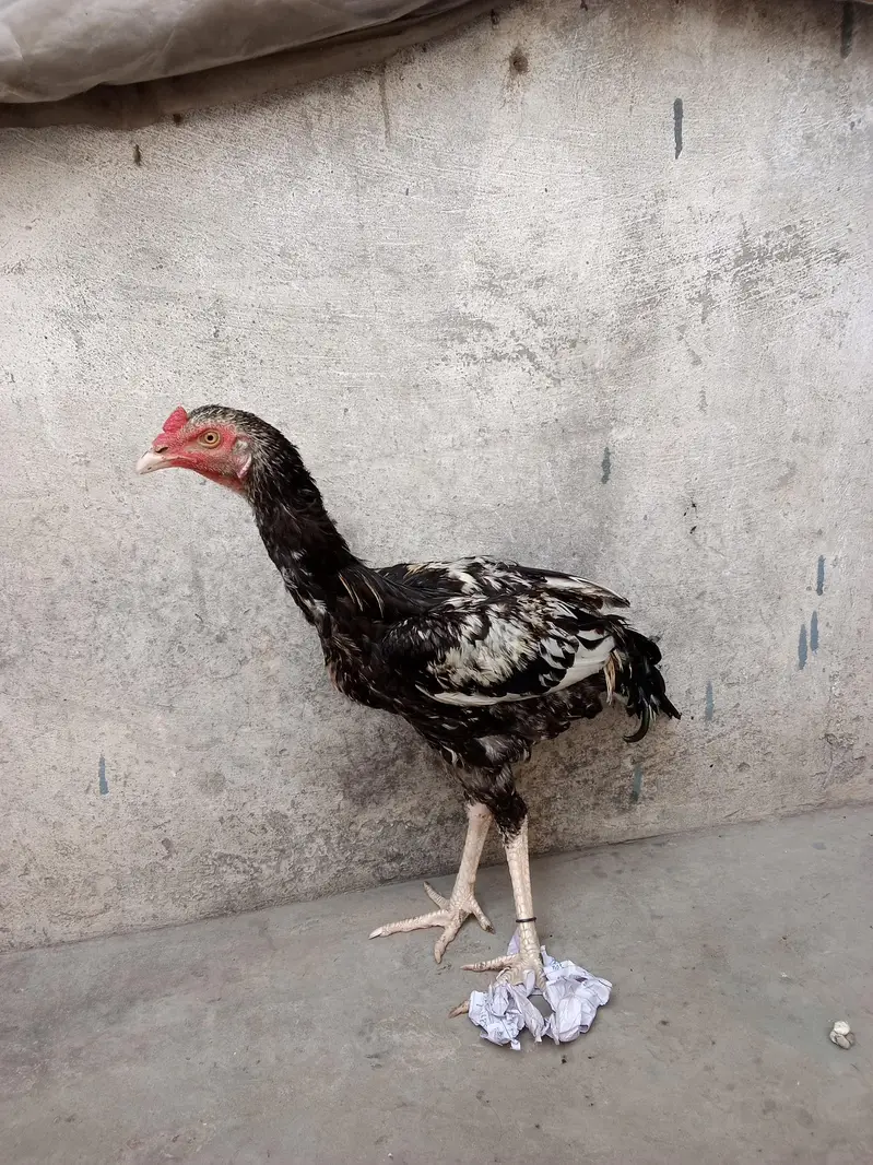 Java murga — photo 3