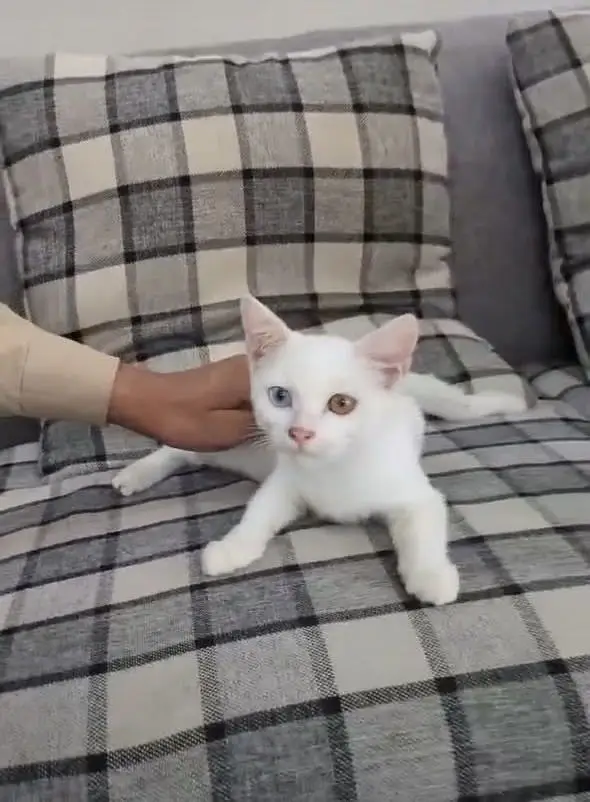 Single coated Persian female (Multicoloured eye)