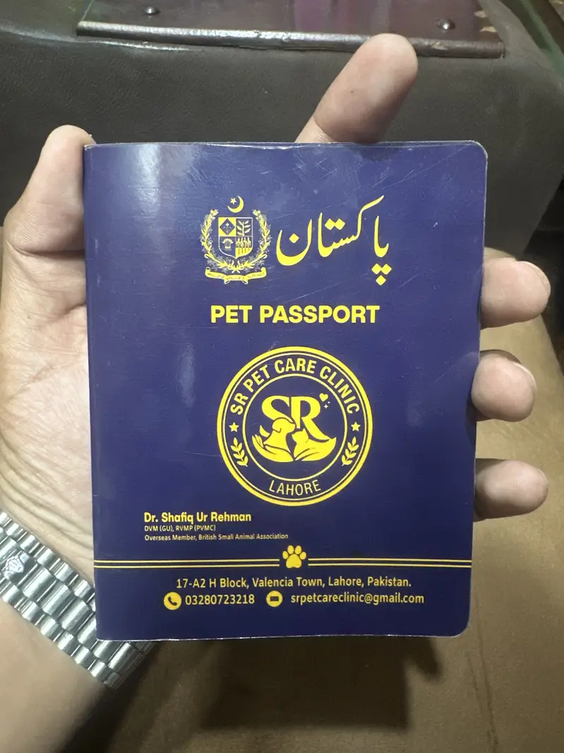 Single coated Persian female (Multicoloured eye) — photo 3