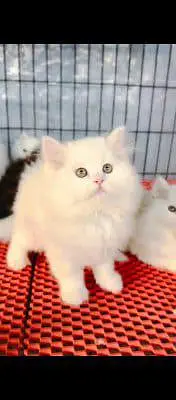 . Persian cat for sale male or female my WhatsApp309=37=11=4=45 — photo 2