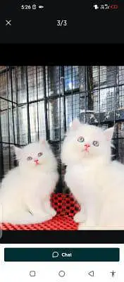 . Persian cat for sale male or female my WhatsApp309=37=11=4=45 — photo 3