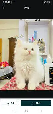 . Persian cat for sale male or female my WhatsApp309=37=11=4=45 — photo 4